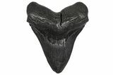 Fossil Megalodon Tooth - Repaired #251271-1